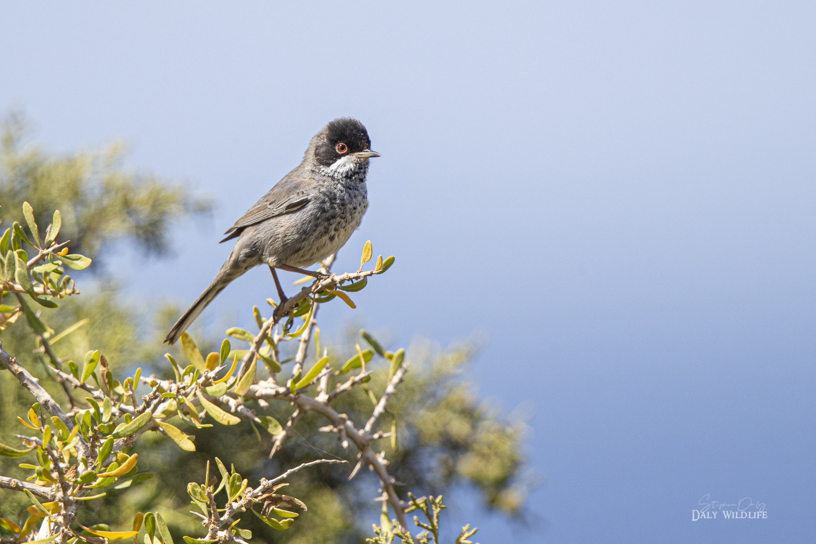 image Cyprus Warbler